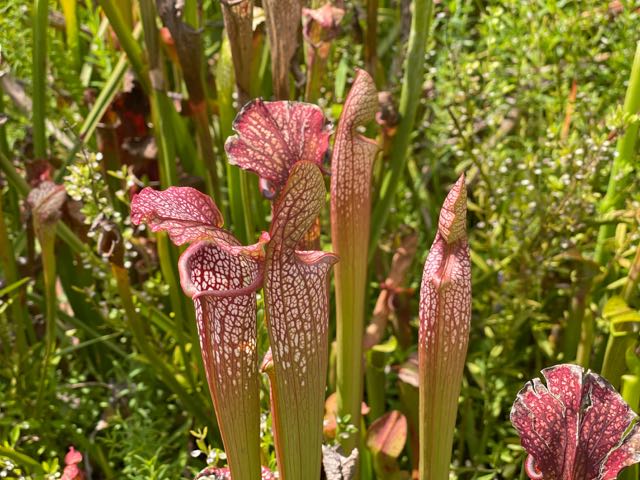 Crimson Pitcherplant