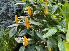 Golden shrimp plant