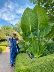 Sharon & Giant taro