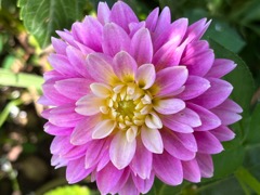 Garden dahlia