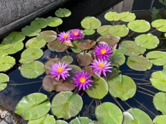 America white water lilly