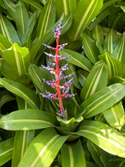 Blushing Bromeliad