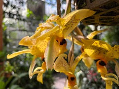 Mysore trumpetvine