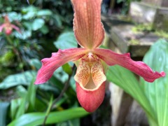 Pink lady slipper