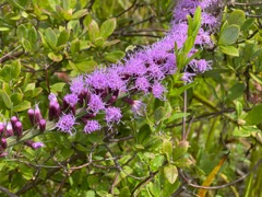 Dense blazing star