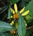 036b Wildflowers & bee