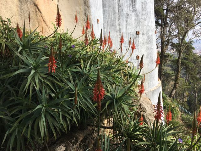 Lovely Flowers