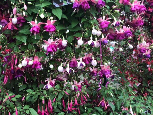 columbine flowers