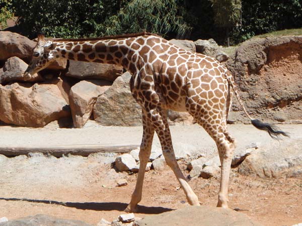 300 Giraffe