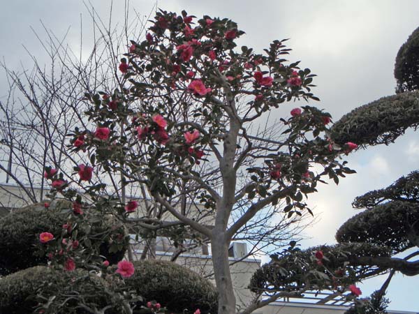 046 Spring is near b