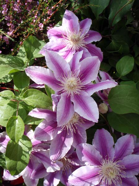 111 Clematis