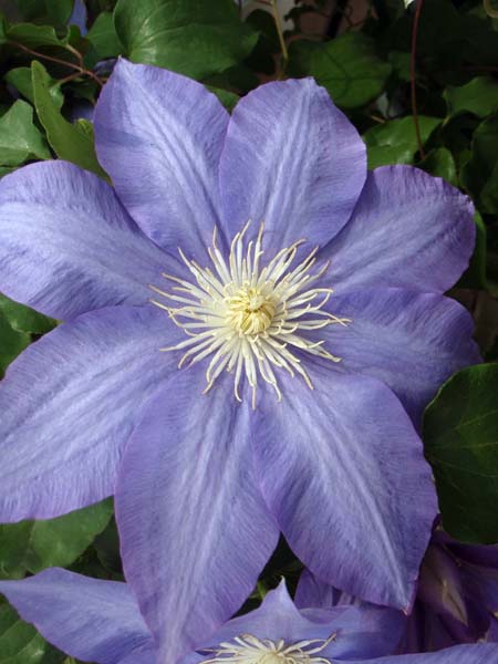 112 Clematis