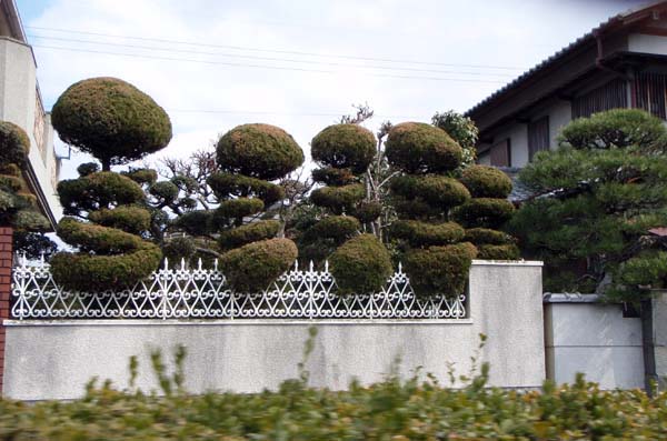 113 Bonsai Trees