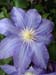 112 Clematis