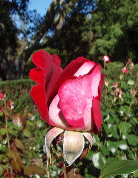 040 Rose opening
