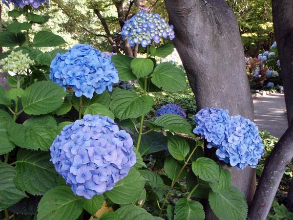 044 Hydrangea 