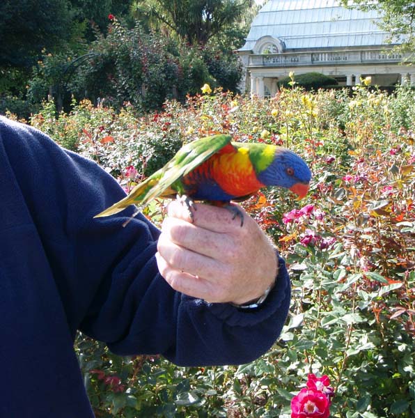 045 Rainbow Lorakeet