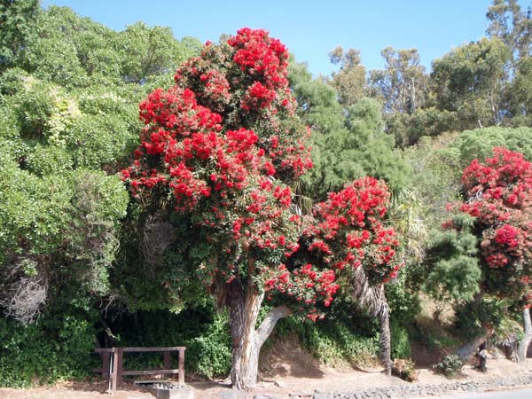 059 NZ Christmass tree