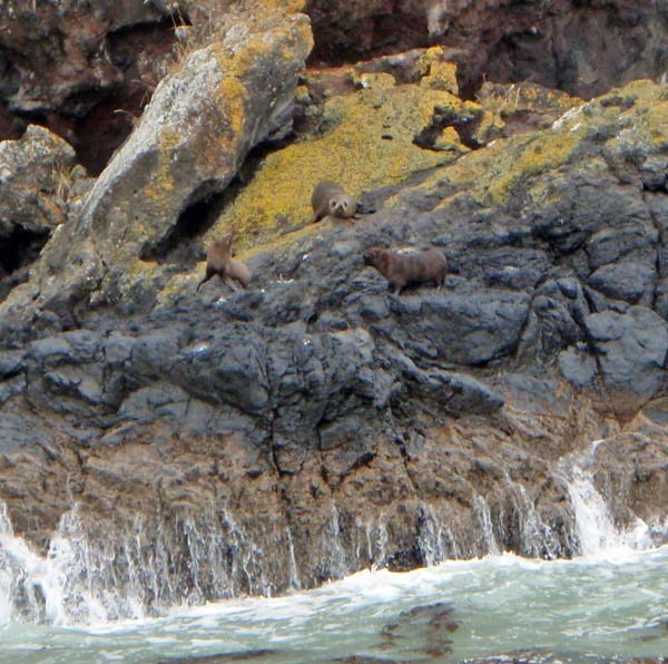 076 New Zealand Seal