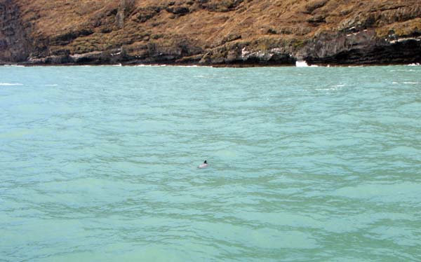 077 Hector's Dolphin 1st