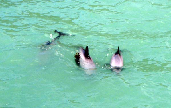 078 Hector's Dolphin