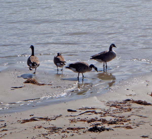 084 Canadian Geese? 