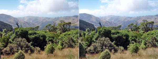 104 Sterio Underbrush