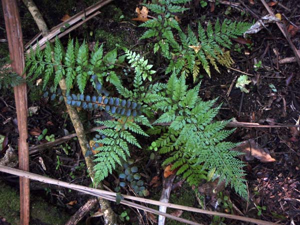 118 Double serrated fern 