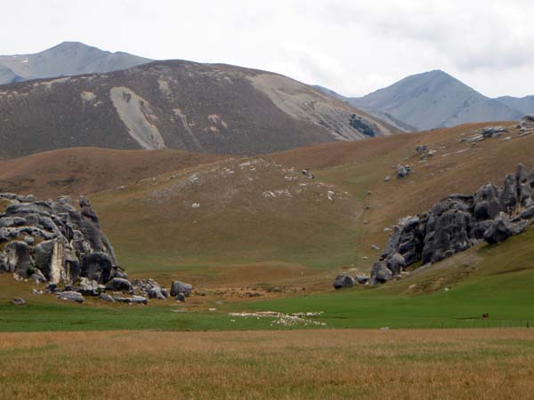 128 Sheep in Arthur's Pass
