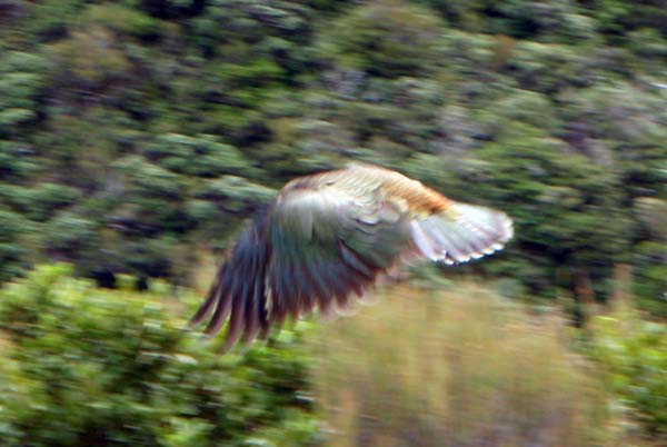 132 Kea Flying