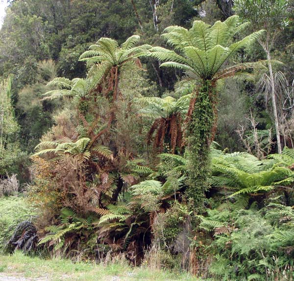 138 Tree Fern a