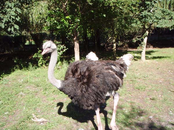 164 Ostrich 