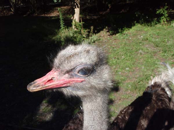 165 Ostrich  close