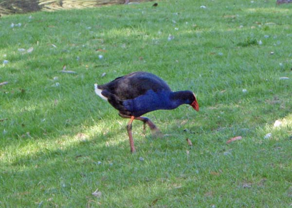 166 pukeko