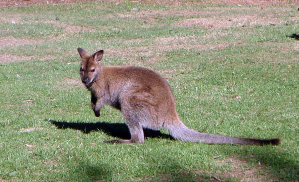 167 Wallabie