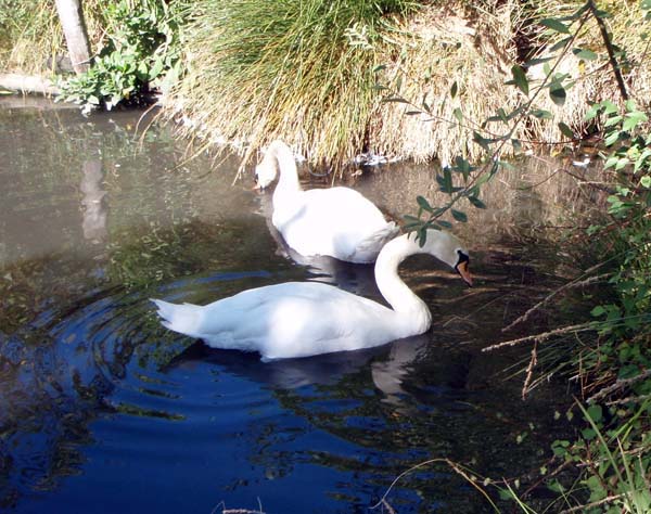 168 Swan