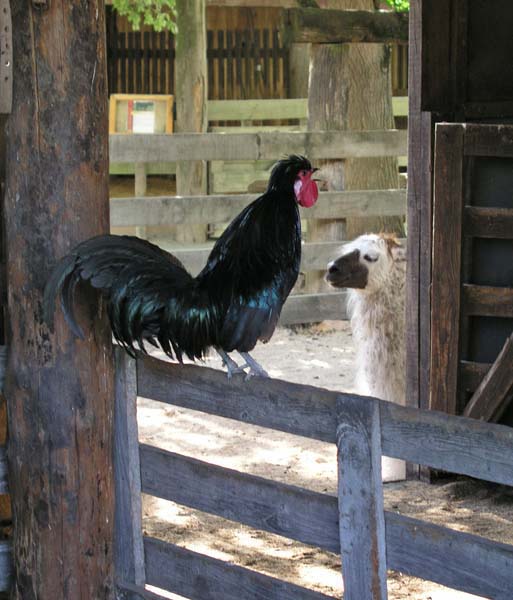 171 Rooster & Llama (D) 