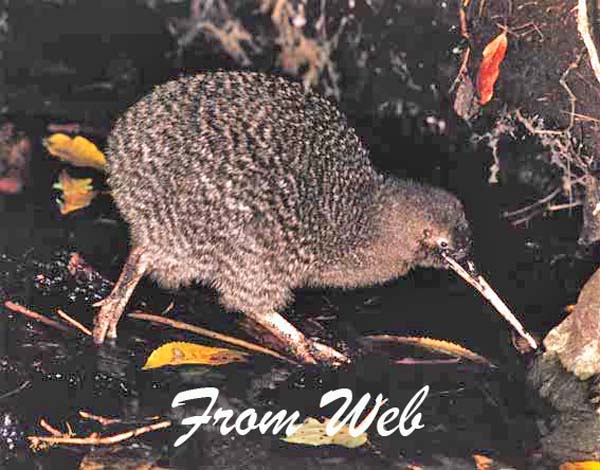 174 little_spotted_kiwi