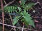 118 Double serrated fern 