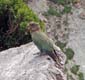 131 Kea on a rock