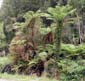 138 Tree Fern a