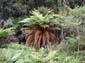 139 Tree Fern c