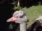 165 Ostrich  close