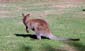 167 Wallabie