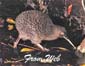 174 little_spotted_kiwi