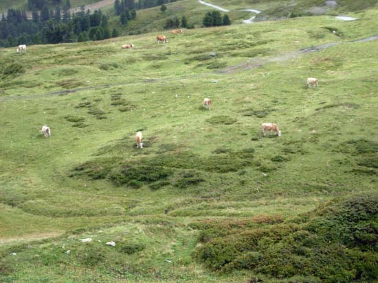 092 Cows above tree line