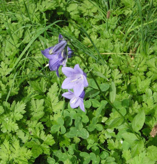 125 Blue wildflowers