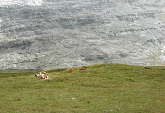 178 Cows at glacier edge