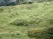 092 Cows above tree line