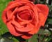 197 A rose is a rose (S)